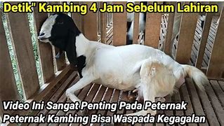 Kambing Baru Lahir Tidak Mau Menyusu